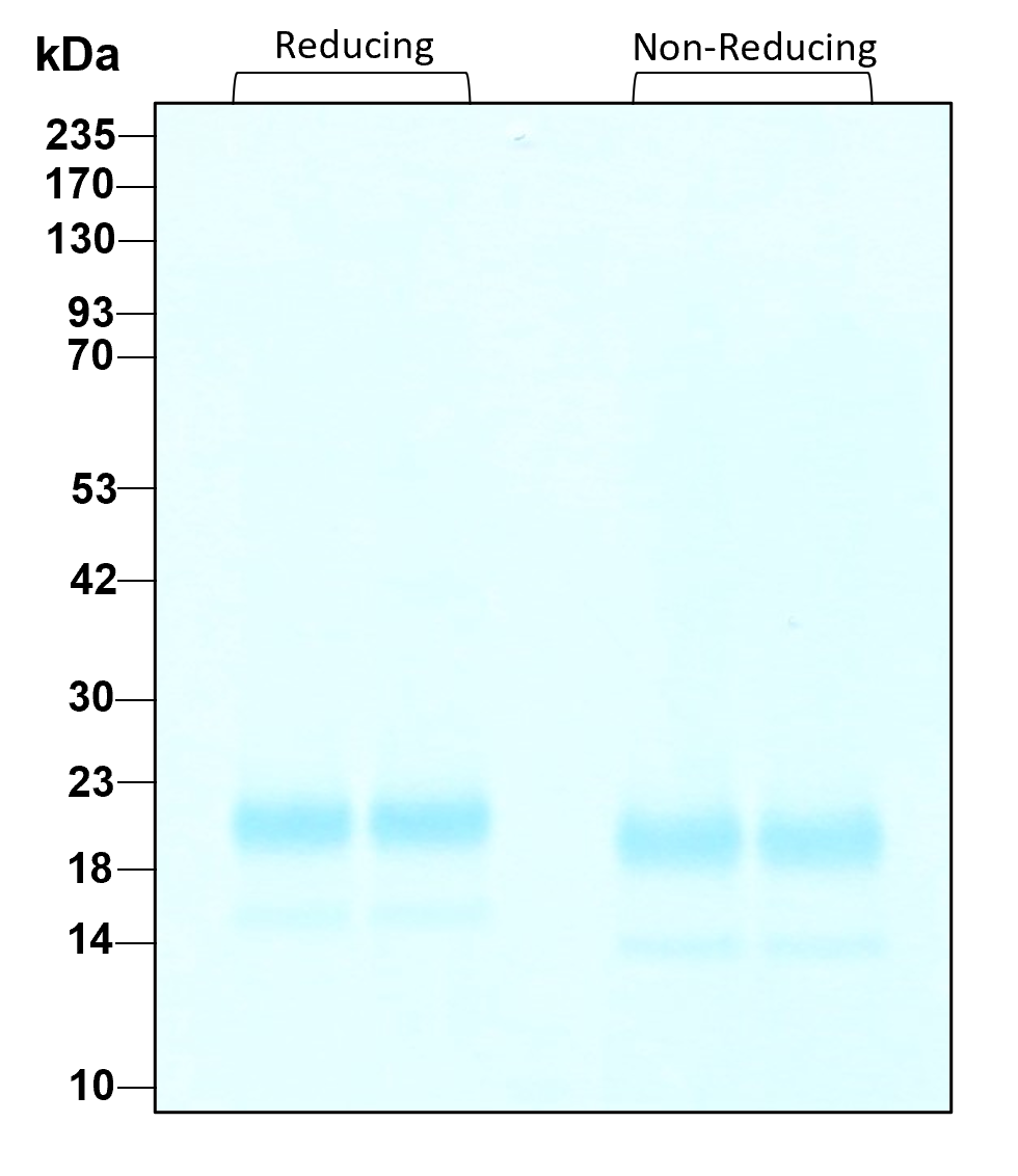 Recombinant Human IL-4 Protein 204-IL-010: R&D Systems