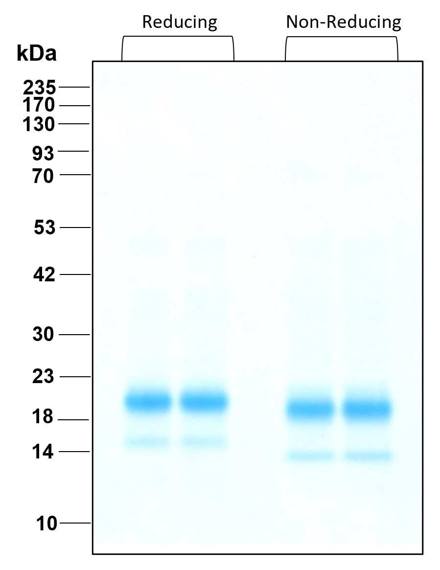 Purity of recombinant human IL-4 was determined by SDS- polyacrylamide gel electrophoresis. The protein was resolved in an SDS- polyacrylamide gel in reducing and non-reducing conditions and stained using Coomassie blue.