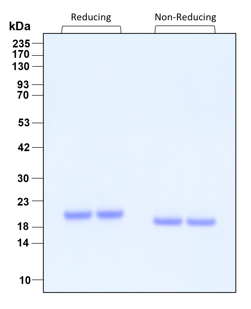 Purity of recombinant human HGH was determined by SDS- polyacrylamide gel electrophoresis. The protein was resolved in an SDS- polyacrylamide gel in reducing and non-reducing conditions and stained using Coomassie blue.