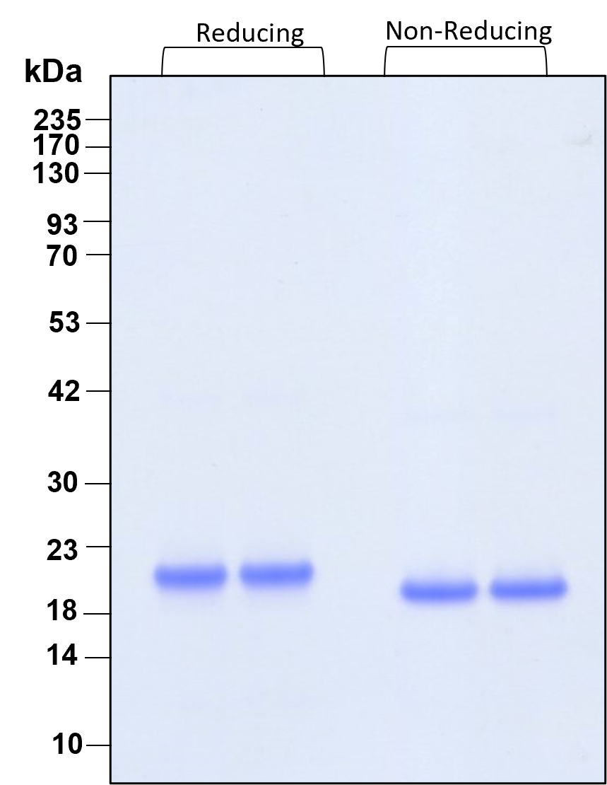 Purity of recombinant human HGH was determined by SDS- polyacrylamide gel electrophoresis. The protein was resolved in an SDS- polyacrylamide gel in reducing and non-reducing conditions and stained using Coomassie blue.