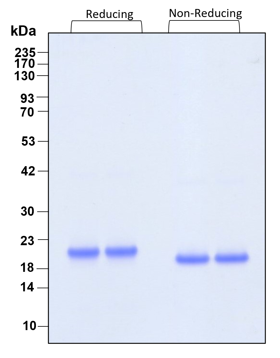 Purity of recombinant human HGH was determined by SDS- polyacrylamide gel electrophoresis. The protein was resolved in an SDS- polyacrylamide gel in reducing and non-reducing conditions and stained using Coomassie blue.
