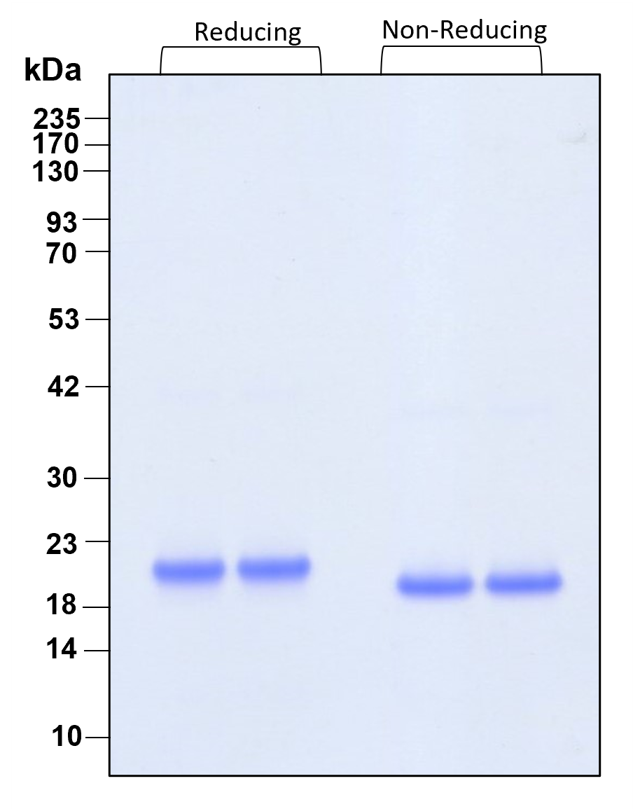 Purity of recombinant human HGH was determined by SDS- polyacrylamide gel electrophoresis. The protein was resolved in an SDS- polyacrylamide gel in reducing and non-reducing conditions and stained using Coomassie blue.
