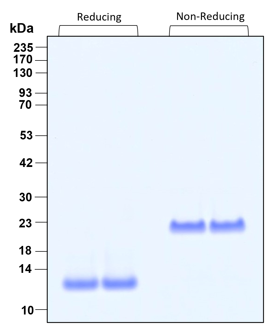Purity of recombinant TGF beta 1 was determined by SDS-polyacrylamide gel electrophoresis. The protein was resolved in an SDS-polyacrylamide gel in reducing and non-reducing conditions followed by staining with Comassie blue.