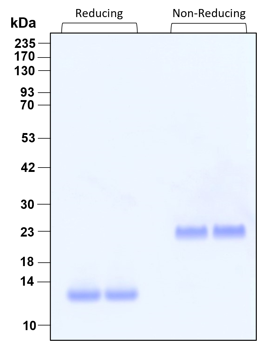 Purity of GMP recombinant TGF beta 1 was determined by SDS-polyacrylamide gel electrophoresis. The protein was resolved in an SDS-polyacrylamide gel in reducing and non-reducing conditions followed by staining with Comassie blue. 