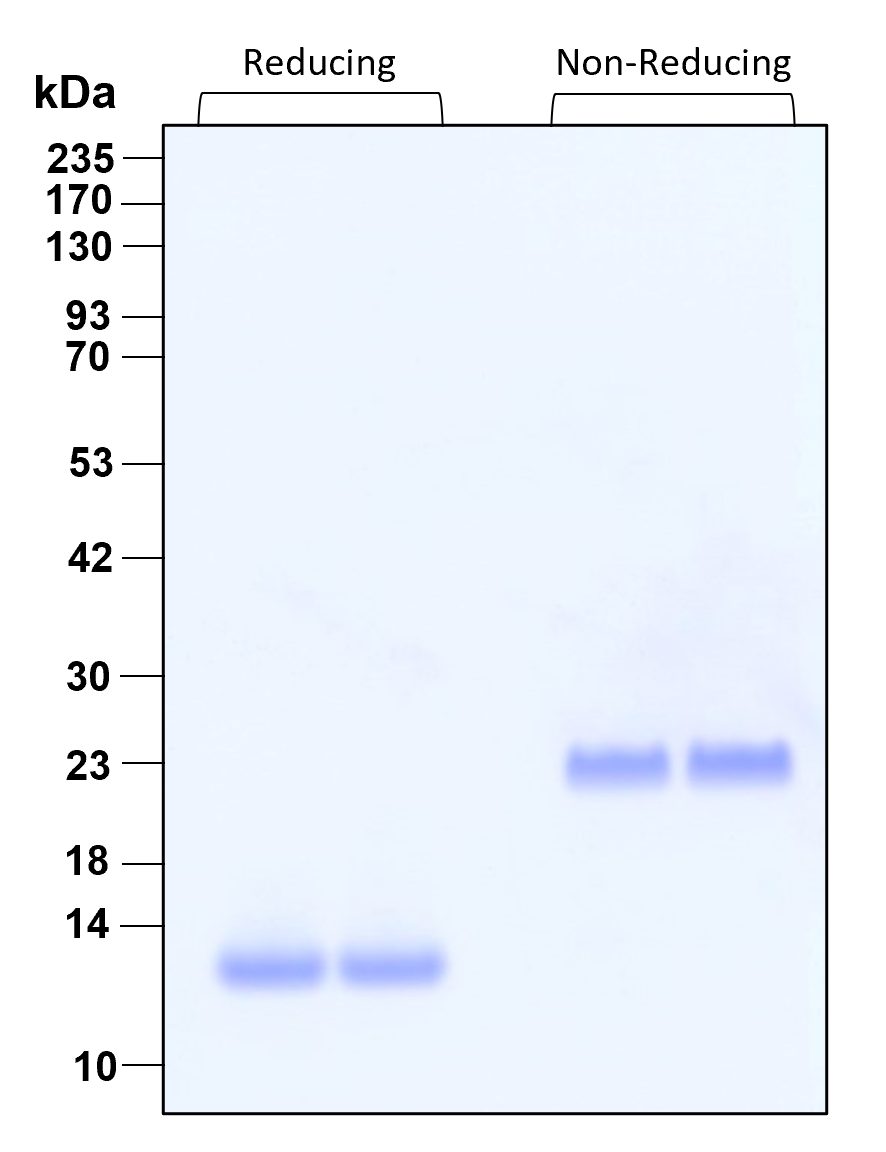 Purity of GMP recombinant TGF beta 1 was determined by SDS-polyacrylamide gel electrophoresis. The protein was resolved in an SDS-polyacrylamide gel in reducing and non-reducing conditions followed by staining with Comassie blue.