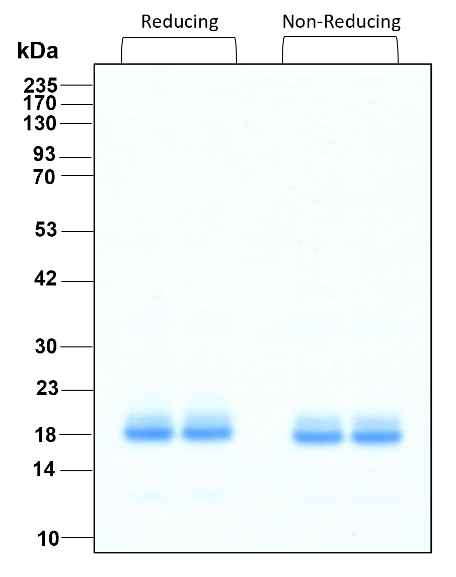 Purity of recombinant human TNF alpha was determined by SDS- polyacrylamide gel electrophoresis. The protein was resolved in an SDS- polyacrylamide gel in reducing and non-reducing conditions and stained using Coomassie blue