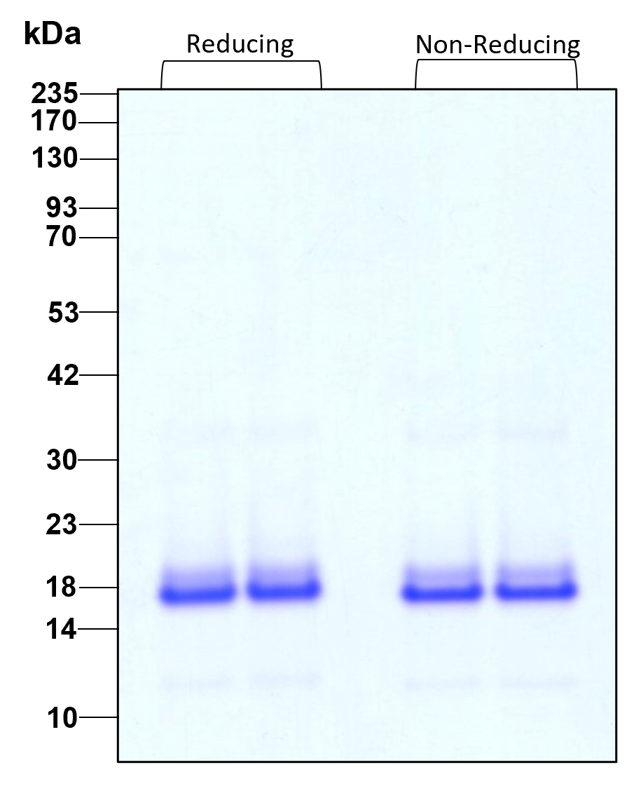 Purity of recombinant human TNF alpha was determined by SDS- polyacrylamide gel electrophoresis. The protein was resolved in an SDS- polyacrylamide gel in reducing and non-reducing conditions and stained using Coomassie blue.