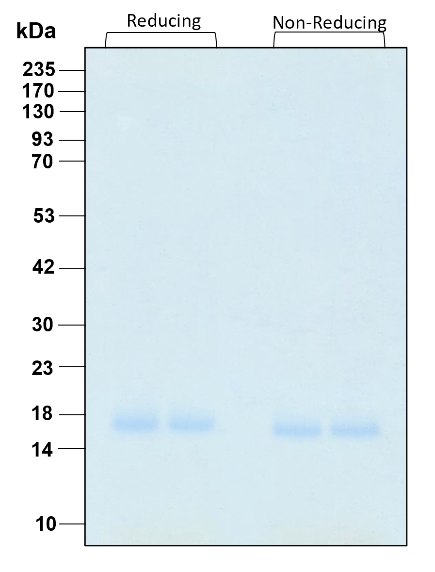 Purity of recombinant human IL-2 was determined by SDS- polyacrylamide gel electrophoresis. The protein was resolved in an SDS- polyacrylamide gel in reducing and non-reducing conditions and stained using Coomassie blue.