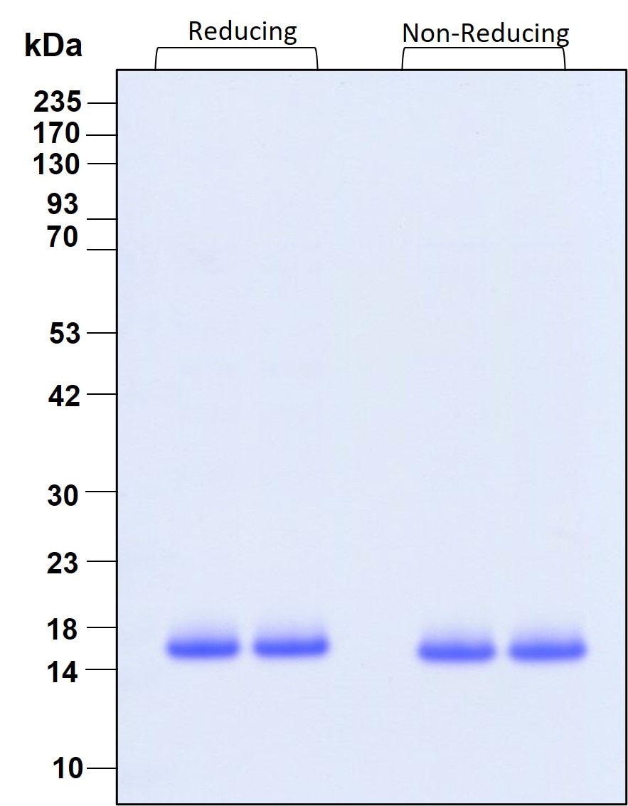 Purity of recombinant human IL-2 was determined by SDS- polyacrylamide gel electrophoresis. The protein was resolved in an SDS- polyacrylamide gel in reducing and non-reducing conditions and stained using Coomassie blue.