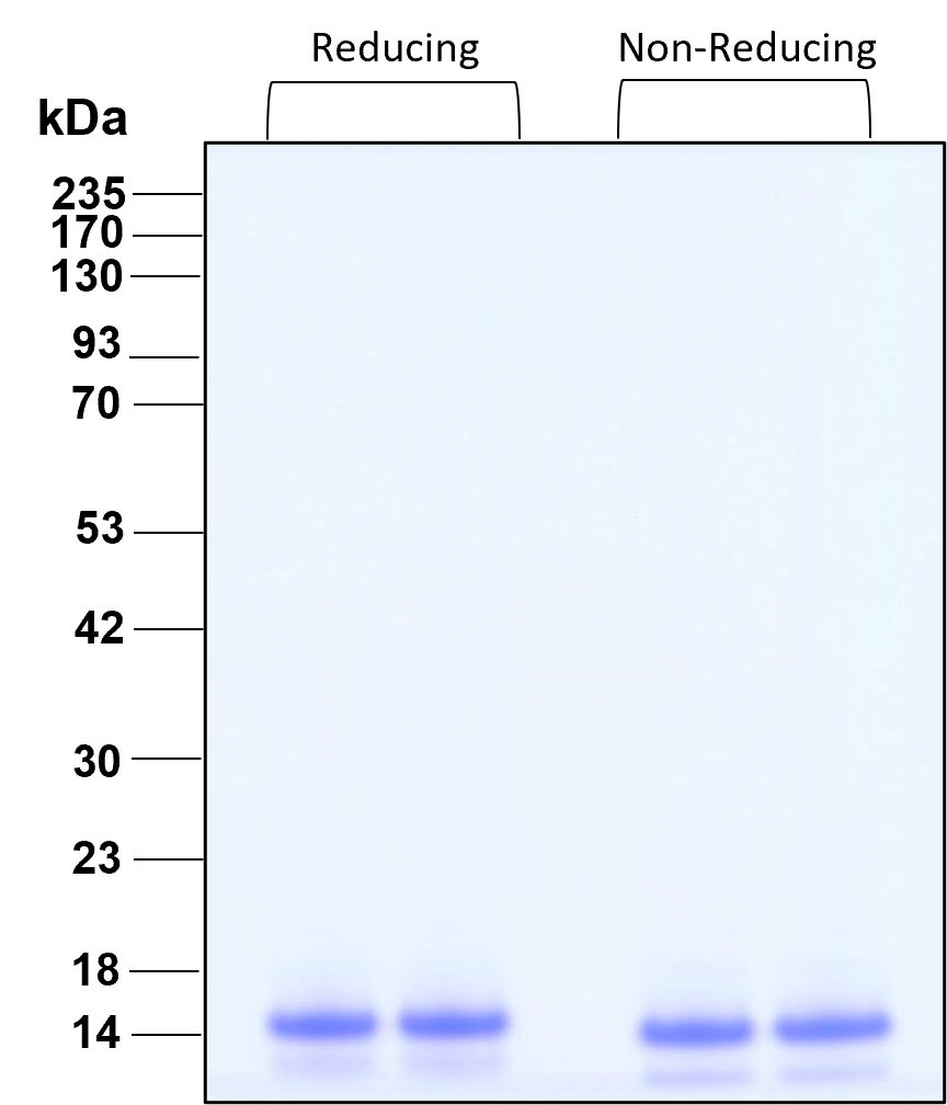 Purity of recombinant human IL-2 was determined by SDS- polyacrylamide gel electrophoresis. The protein was resolved in an SDS- polyacrylamide gel in reducing and non-reducing conditions and stained using Coomassie blue.