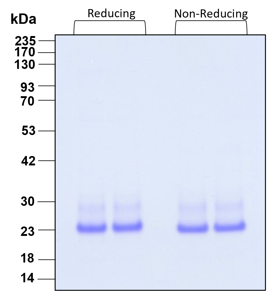 Purity of recombinant human IL-6 was determined by SDS- polyacrylamide gel electrophoresis. The protein was resolved in an SDS- polyacrylamide gel in reducing and non-reducing conditions and stained using Coomassie blue