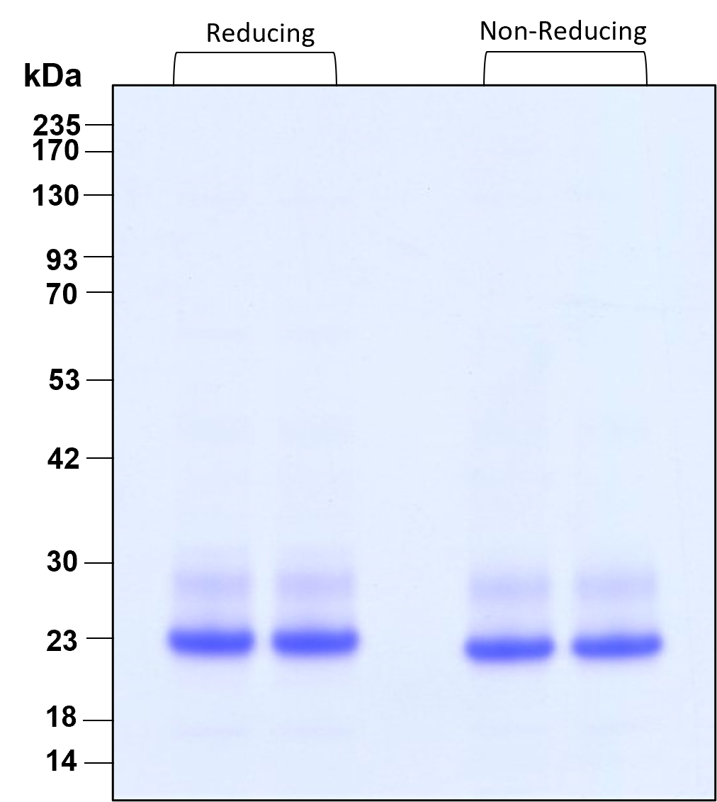 Purity of recombinant human IL-6 was determined by SDS- polyacrylamide gel electrophoresis. The protein was resolved in an SDS- polyacrylamide gel in reducing and non-reducing conditions and stained using Coomassie blue.