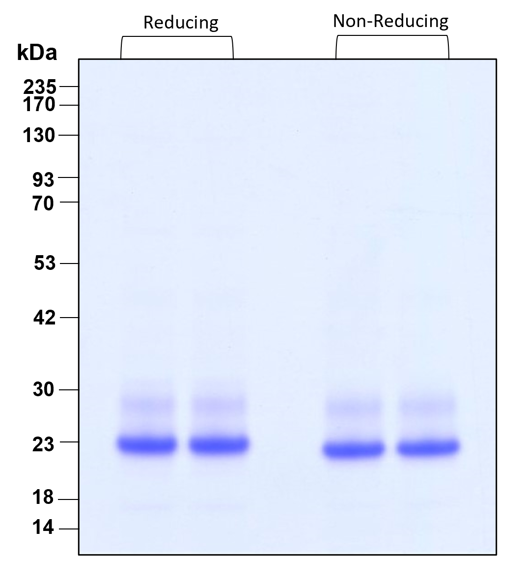 Purity of recombinant human IL-6 was determined by SDS- polyacrylamide gel electrophoresis. The protein was resolved in an SDS- polyacrylamide gel in reducing and non-reducing conditions and stained using Coomassie blue.