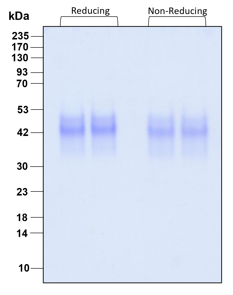 Purity of recombinant human SCF was determined by SDS- polyacrylamide gel electrophoresis. The protein was resolved in an SDS- polyacrylamide gel in reducing and non-reducing conditions and stained using Coomassie blue