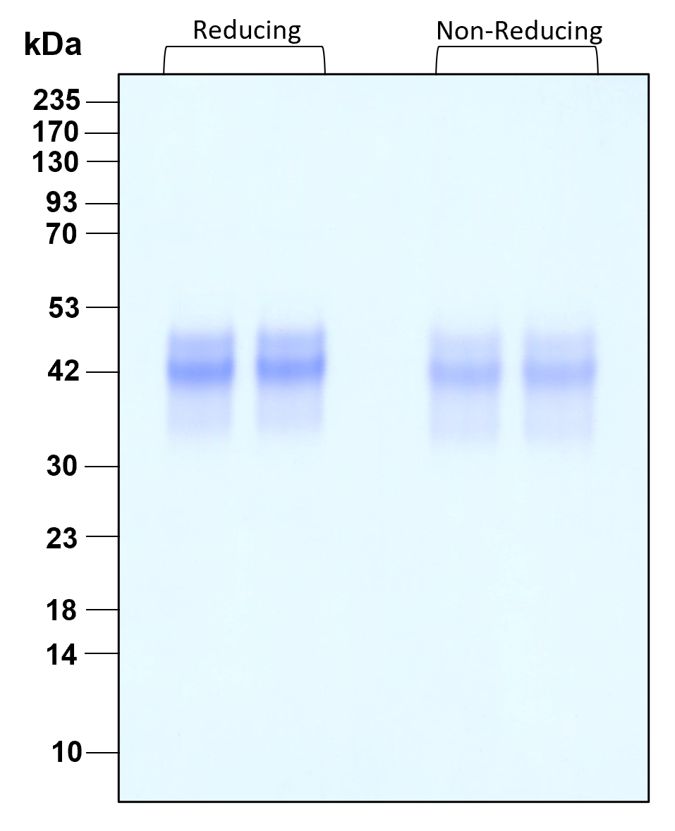 Purity of recombinant human SCF was determined by SDS- polyacrylamide gel electrophoresis. The protein was resolved in an SDS- polyacrylamide gel in reducing and non-reducing conditions and stained using Coomassie blue.
