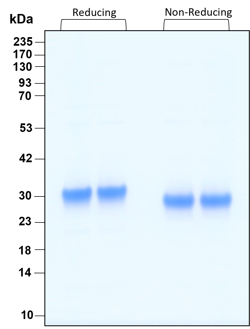 Purity of recombinant human OSM was determined by SDS- polyacrylamide gel electrophoresis. The protein was resolved in an SDS- polyacrylamide gel in reducing and non-reducing conditions and stained using Coomassie blue.

