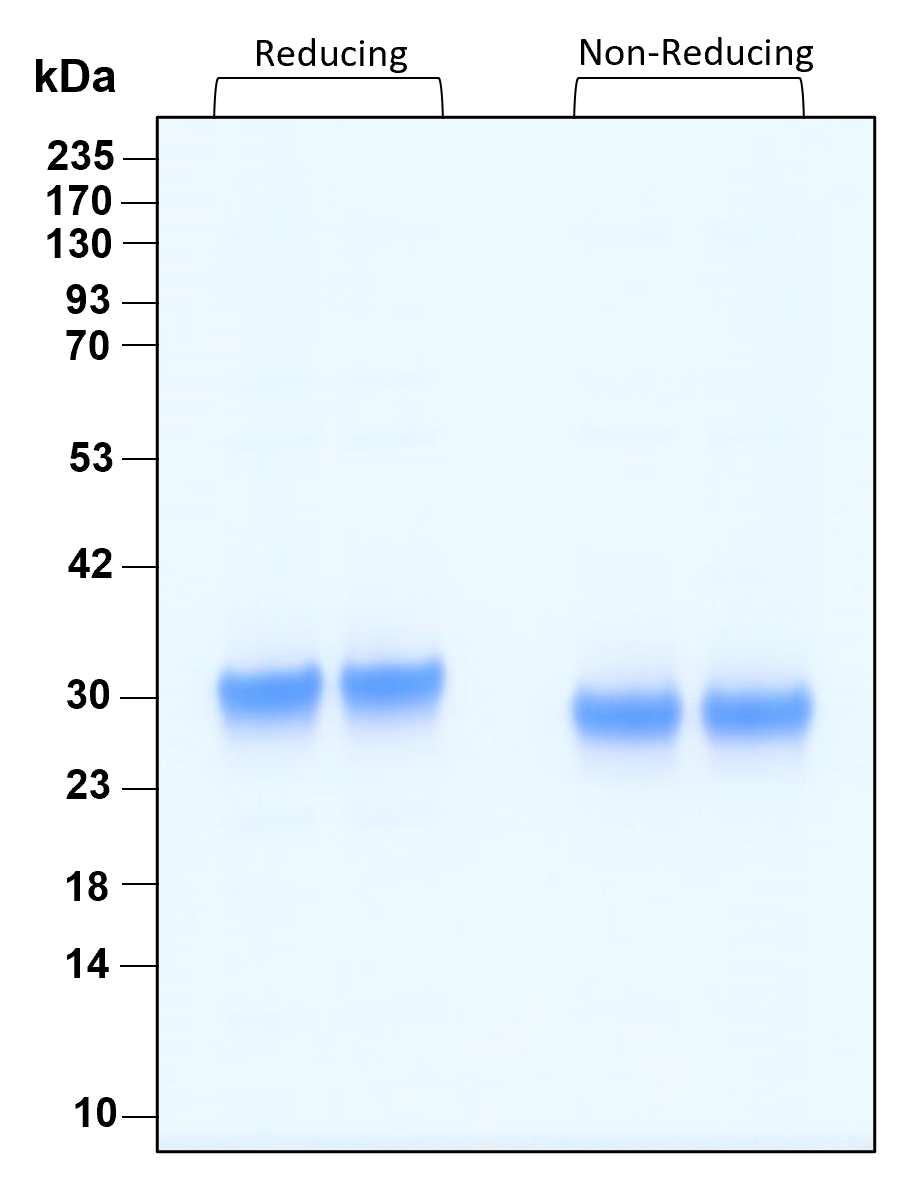 Purity of recombinant human OSM was determined by SDS- polyacrylamide gel electrophoresis. The protein was resolved in an SDS- polyacrylamide gel in reducing and non-reducing conditions and stained using Coomassie blue.