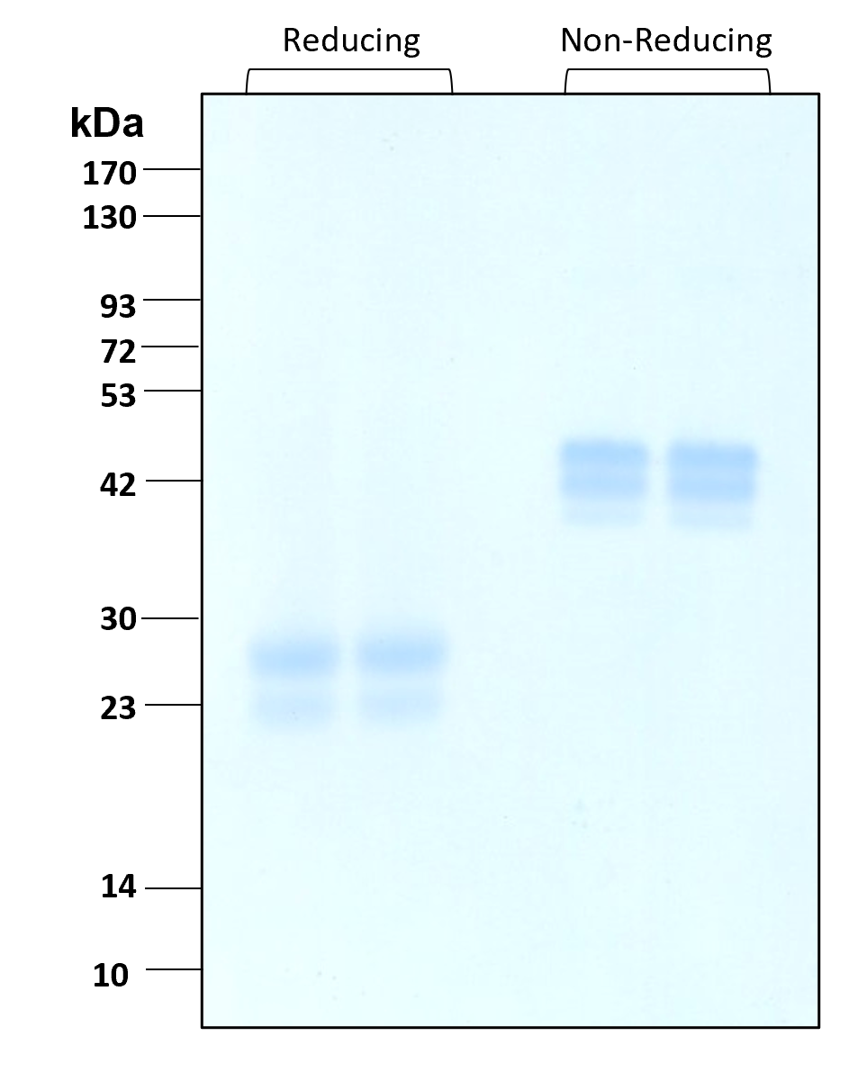 Purity of recombinant human VEGF165 was determined by SDS- polyacrylamide gel electrophoresis. The protein was resolved in an SDS- polyacrylamide gel in reducing and non-reducing conditions and stained using Coomassie blue