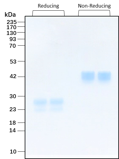 Purity of recombinant human VEGF165 was determined by SDS- polyacrylamide gel electrophoresis. The protein was resolved in an SDS- polyacrylamide gel in reducing and non-reducing conditions and stained using Coomassie blue.