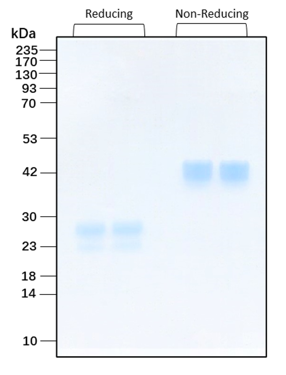 Purity of recombinant human VEGF165 was determined by SDS- polyacrylamide gel electrophoresis. The protein was resolved in an SDS- polyacrylamide gel in reducing and non-reducing conditions and stained using Coomassie blue.

