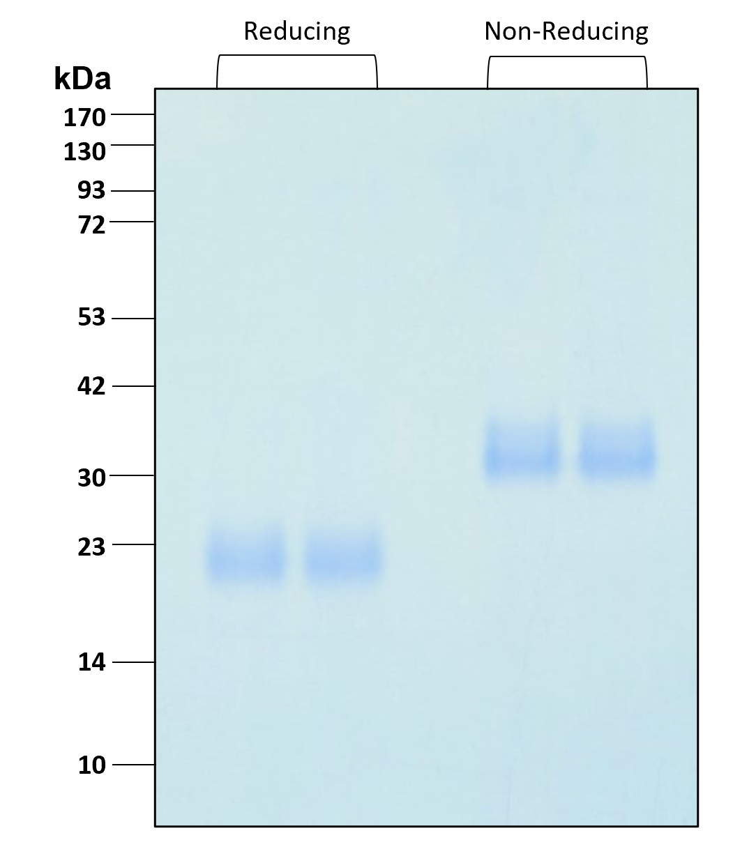Purity of recombinant human BMP-4 was determined by SDS- polyacrylamide gel electrophoresis. The protein was resolved in an SDS- polyacrylamide gel in reducing and non-reducing conditions and stained using Coomassie blue.