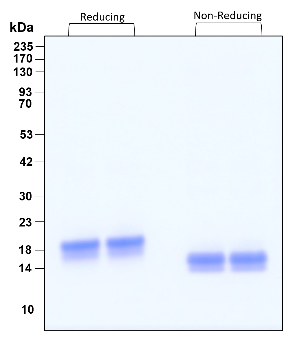 Purity of recombinant human IFN alpha 2A was determined by SDS- polyacrylamide gel electrophoresis. The protein was resolved in an SDS- polyacrylamide gel in reducing and non-reducing conditions and stained using Coomassie blue.
