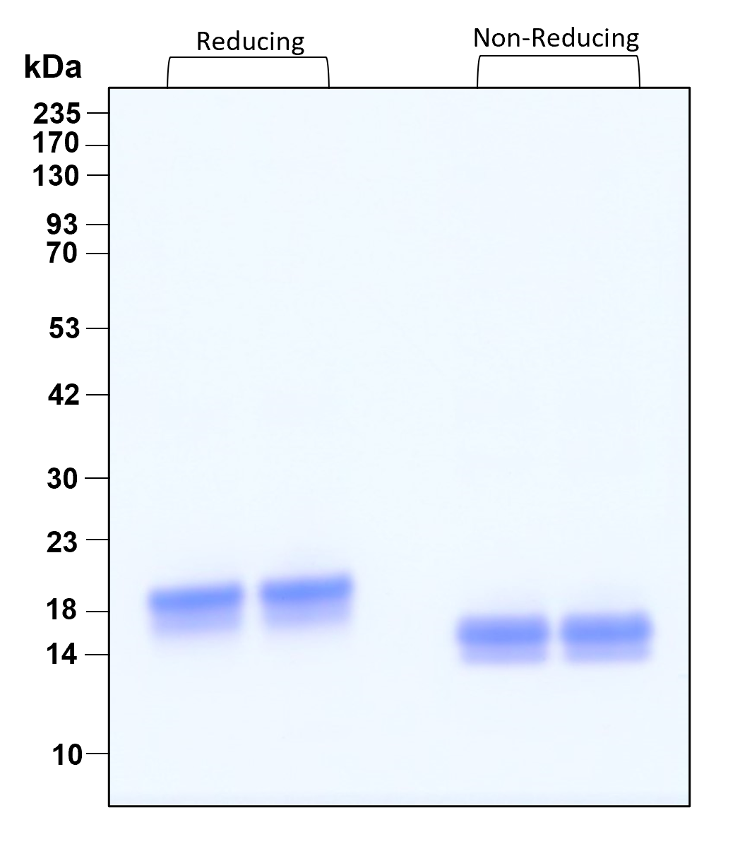 Purity of recombinant human IFN alpha 2A was determined by SDS- polyacrylamide gel electrophoresis. The protein was resolved in an SDS- polyacrylamide gel in reducing and non-reducing conditions and stained using Coomassie blue.
