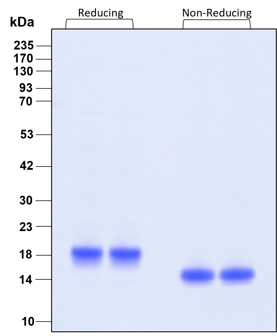 Purity of recombinant human IFN alpha 2B was determined by SDS- polyacrylamide gel electrophoresis. The protein was resolved in an SDS- polyacrylamide gel in reducing and non-reducing conditions and stained using Coomassie blue.
