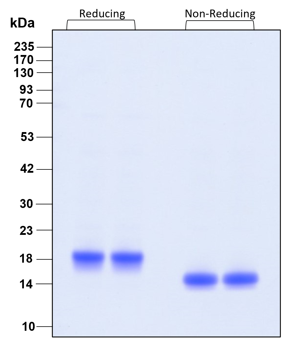 Purity of recombinant human IFN alpha 2B was determined by SDS- polyacrylamide gel electrophoresis. The protein was resolved in an SDS- polyacrylamide gel in reducing and non-reducing conditions and stained using Coomassie blue.