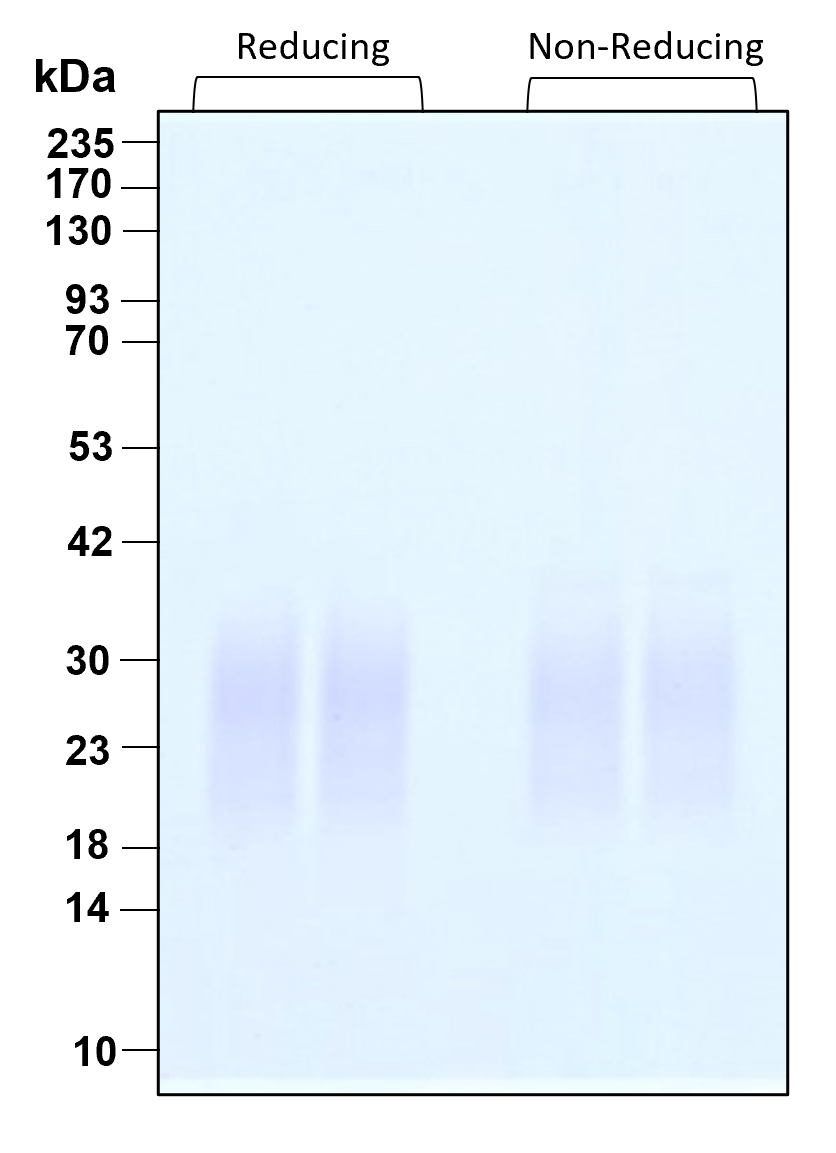 Purity of recombinant human IL-3 was determined by SDS- polyacrylamide gel electrophoresis. The protein was resolved in an SDS- polyacrylamide gel in reducing and non-reducing conditions and stained using Coomassie blue.