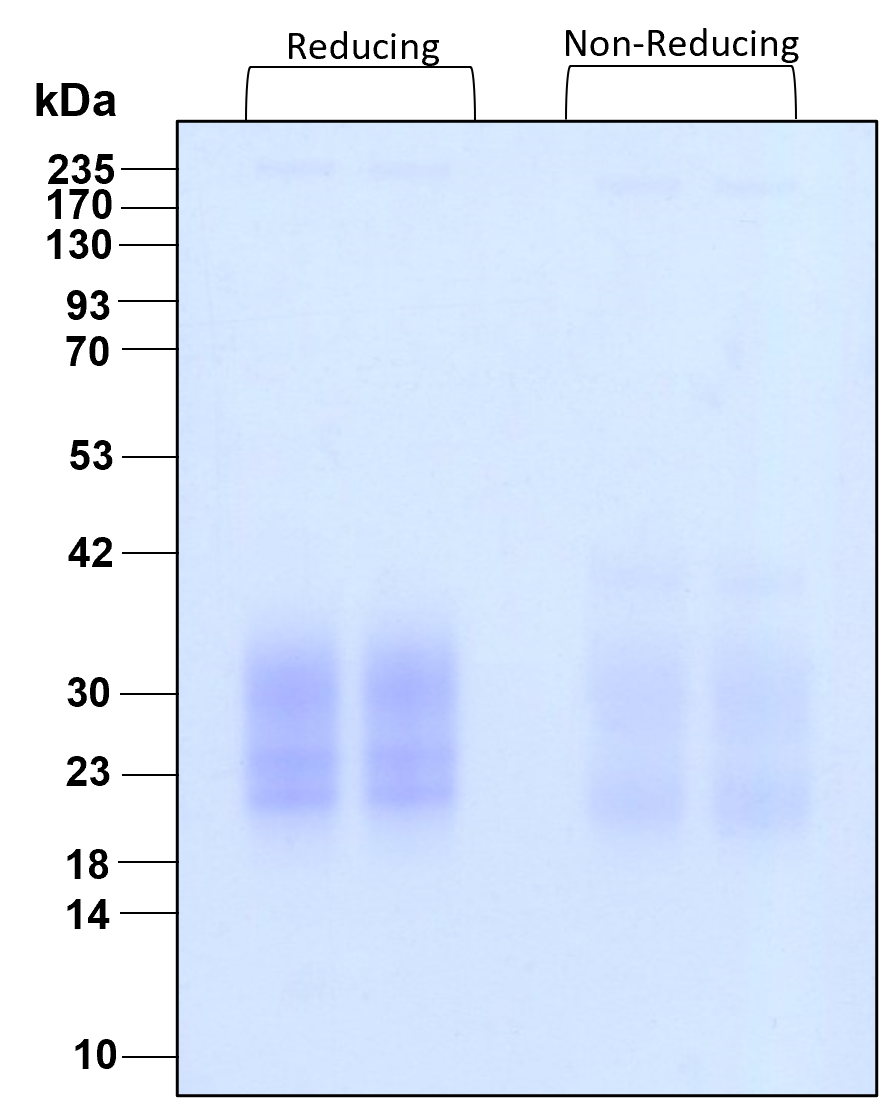 Purity of GMP-grade recombinant human IL-3 was determined by SDS- polyacrylamide gel electrophoresis. The protein was resolved in an SDS- polyacrylamide gel in reducing and non-reducing conditions and stained using Coomassie blue.