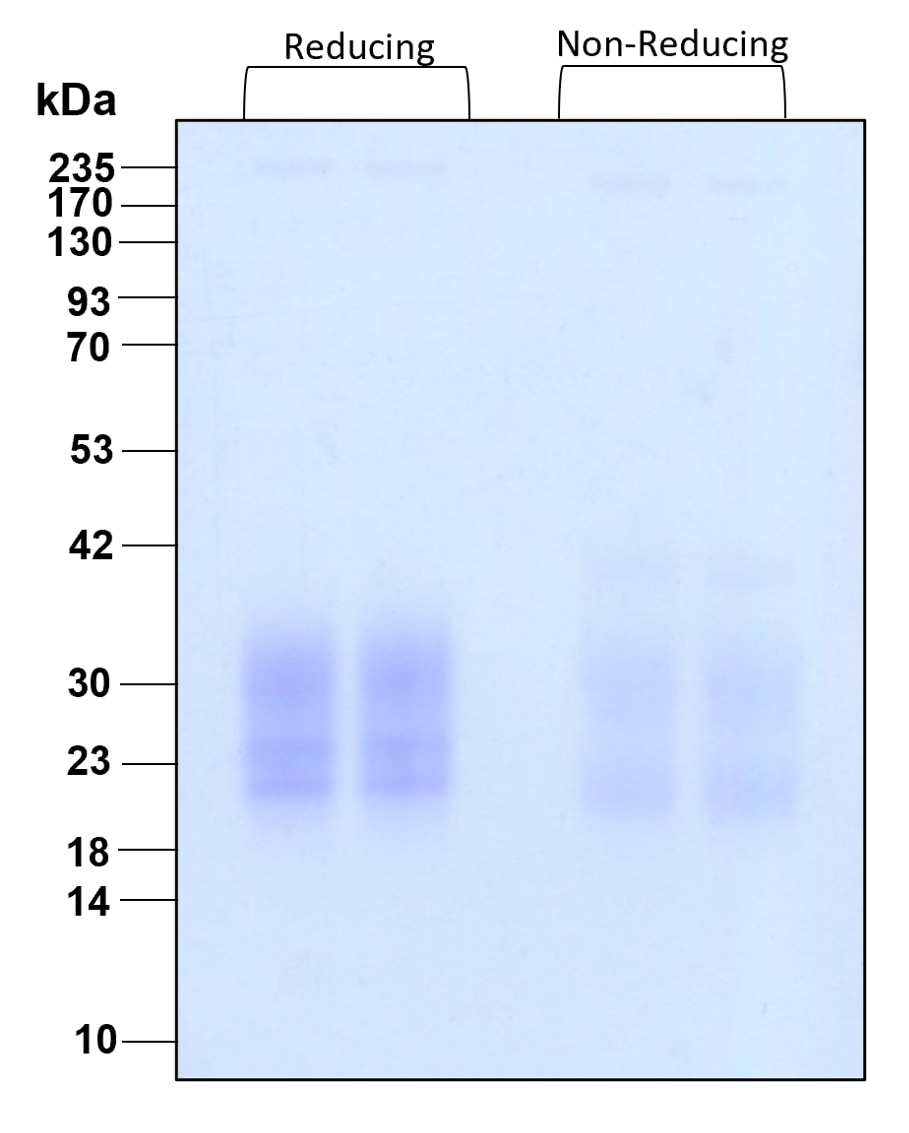 Purity of GMP-grade recombinant human IL-3 was determined by SDS- polyacrylamide gel electrophoresis. The protein was resolved in an SDS- polyacrylamide gel in reducing and non-reducing conditions and stained using Coomassie blue.