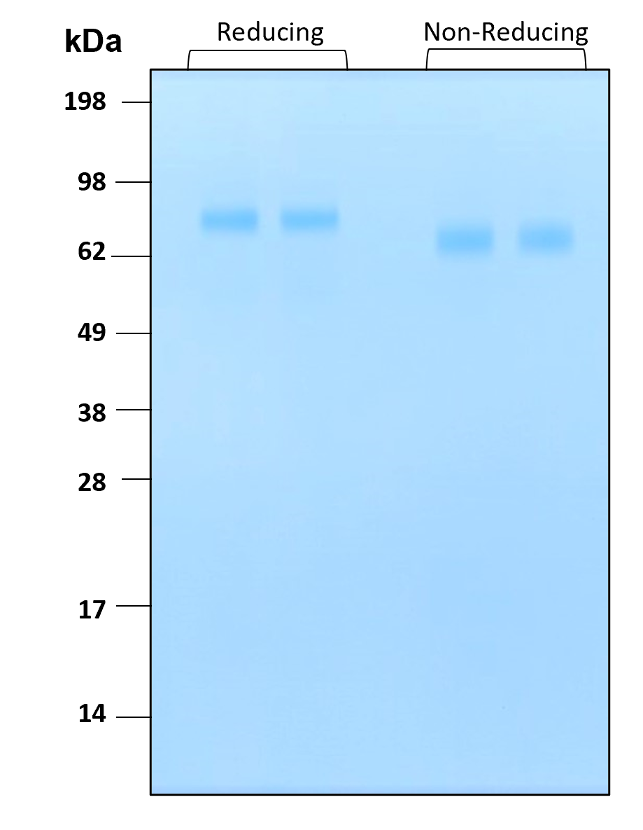 Purity of recombinant human HGF was determined by SDS- polyacrylamide gel electrophoresis. The protein was resolved in an SDS- polyacrylamide gel in reducing and non-reducing conditions and stained using Coomassie blue.