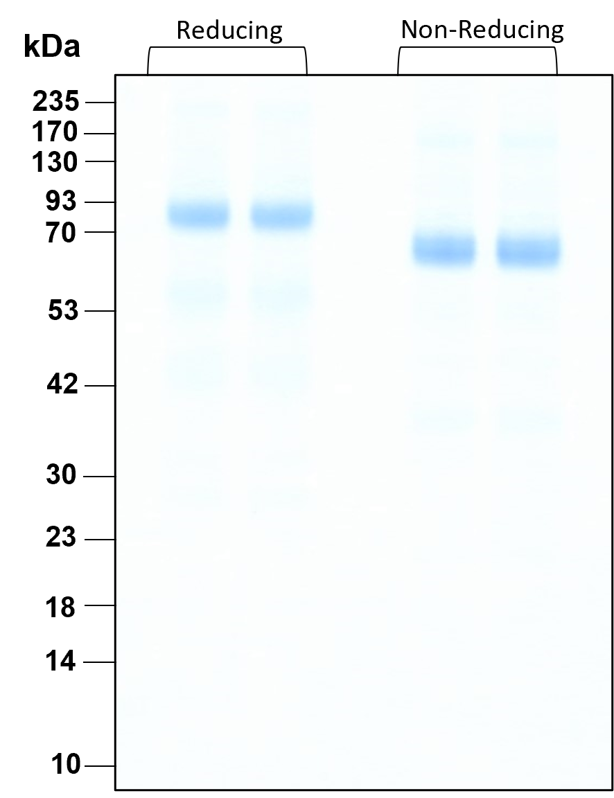Purity of GMP-grade recombinant human HGF was determined by SDS- polyacrylamide gel electrophoresis. The protein was resolved in an SDS- polyacrylamide gel in reducing and non-reducing conditions and stained using Coomassie blue.
