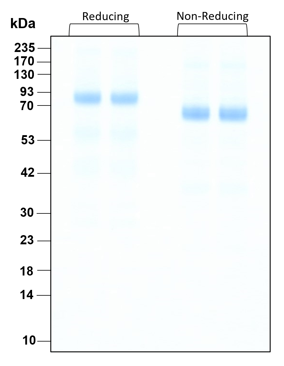 Purity of GMP-grade recombinant human HGF was determined by SDS- polyacrylamide gel electrophoresis. The protein was resolved in an SDS- polyacrylamide gel in reducing and non-reducing conditions and stained using Coomassie blue.