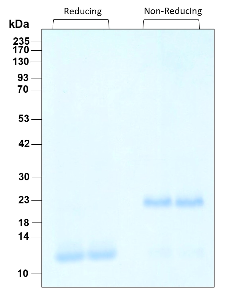 Purity of recombinant human TGF beta 3 was determined by SDS- polyacrylamide gel electrophoresis. The protein was resolved in an SDS- polyacrylamide gel in reducing and non-reducing conditions and stained using Coomassie blue.