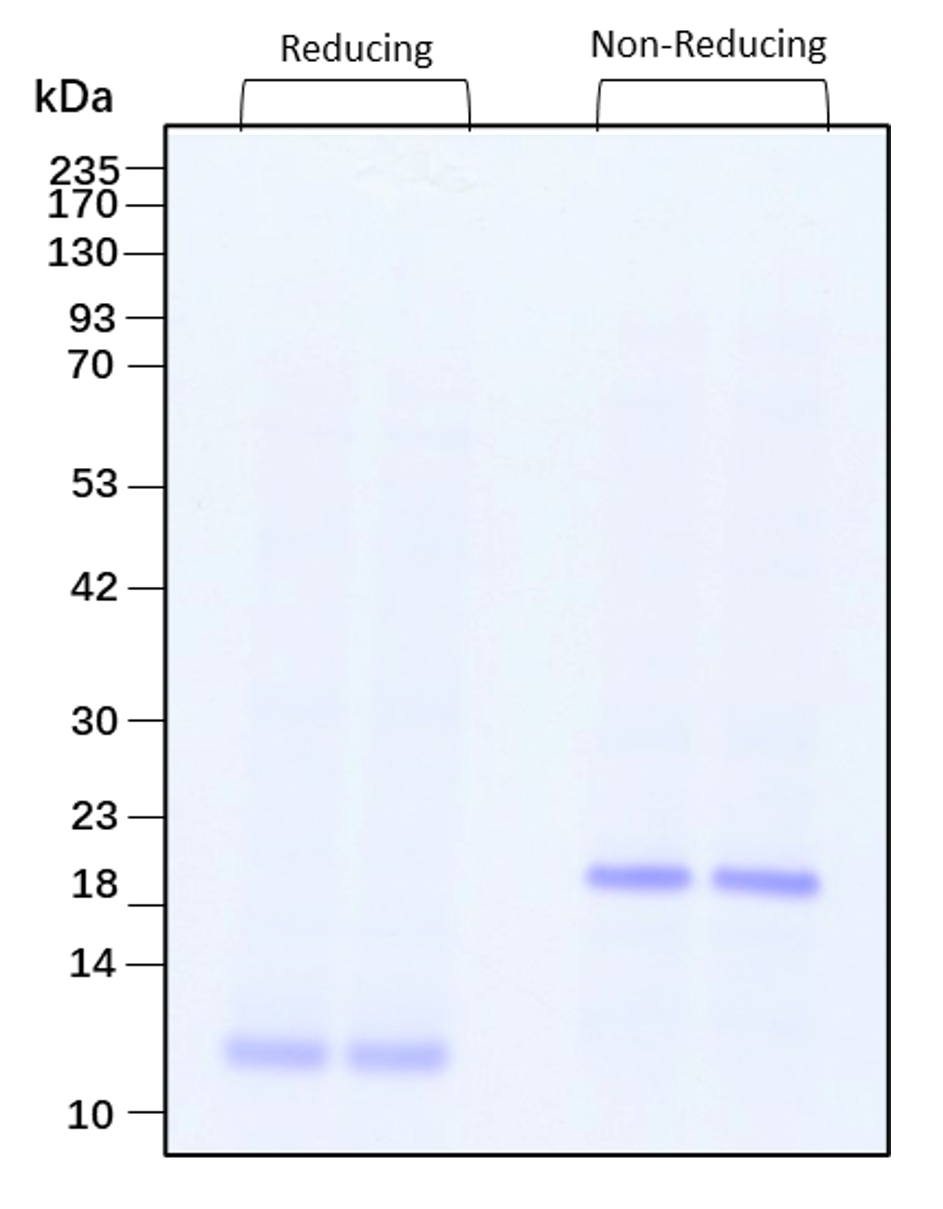 Purity of recombinant human TGF beta 3 was determined by SDS- polyacrylamide gel electrophoresis. The protein was resolved in an SDS- polyacrylamide gel in reducing and non-reducing conditions and stained using Coomassie blue.