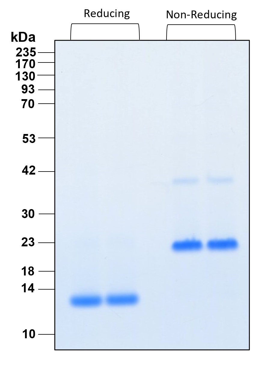 Purity of recombinant human TGF beta 2 was determined by SDS- polyacrylamide gel electrophoresis. The protein was resolved in an SDS- polyacrylamide gel in reducing and non-reducing conditions and stained using Coomassie blue