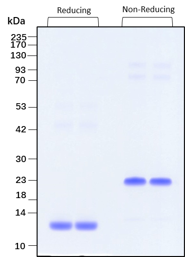 Purity of recombinant human TGF beta 2 was determined by SDS- polyacrylamide gel electrophoresis. The protein was resolved in an SDS- polyacrylamide gel in reducing and non-reducing conditions and stained using Coomassie blue