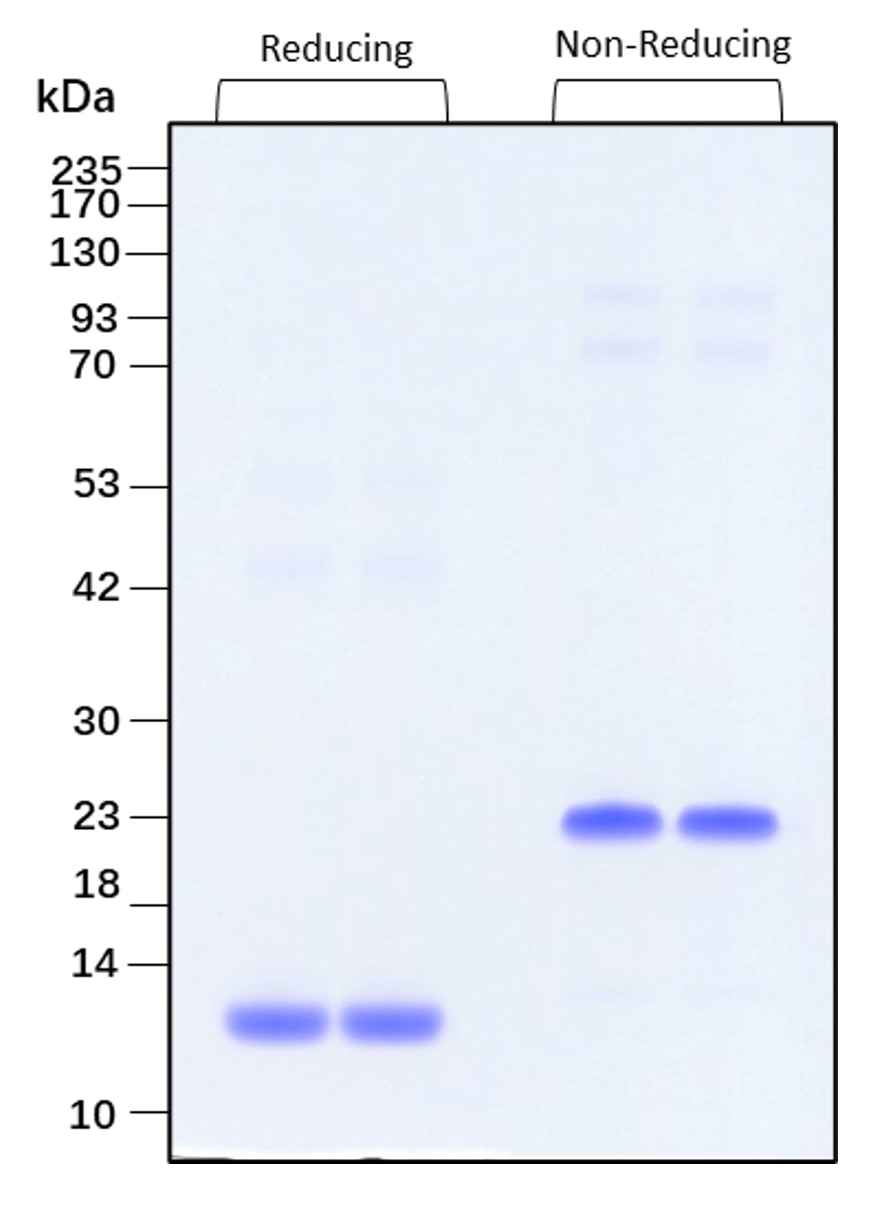 Purity of recombinant human TGF beta 2 was determined by SDS- polyacrylamide gel electrophoresis. The protein was resolved in an SDS- polyacrylamide gel in reducing and non-reducing conditions and stained using Coomassie blue.
