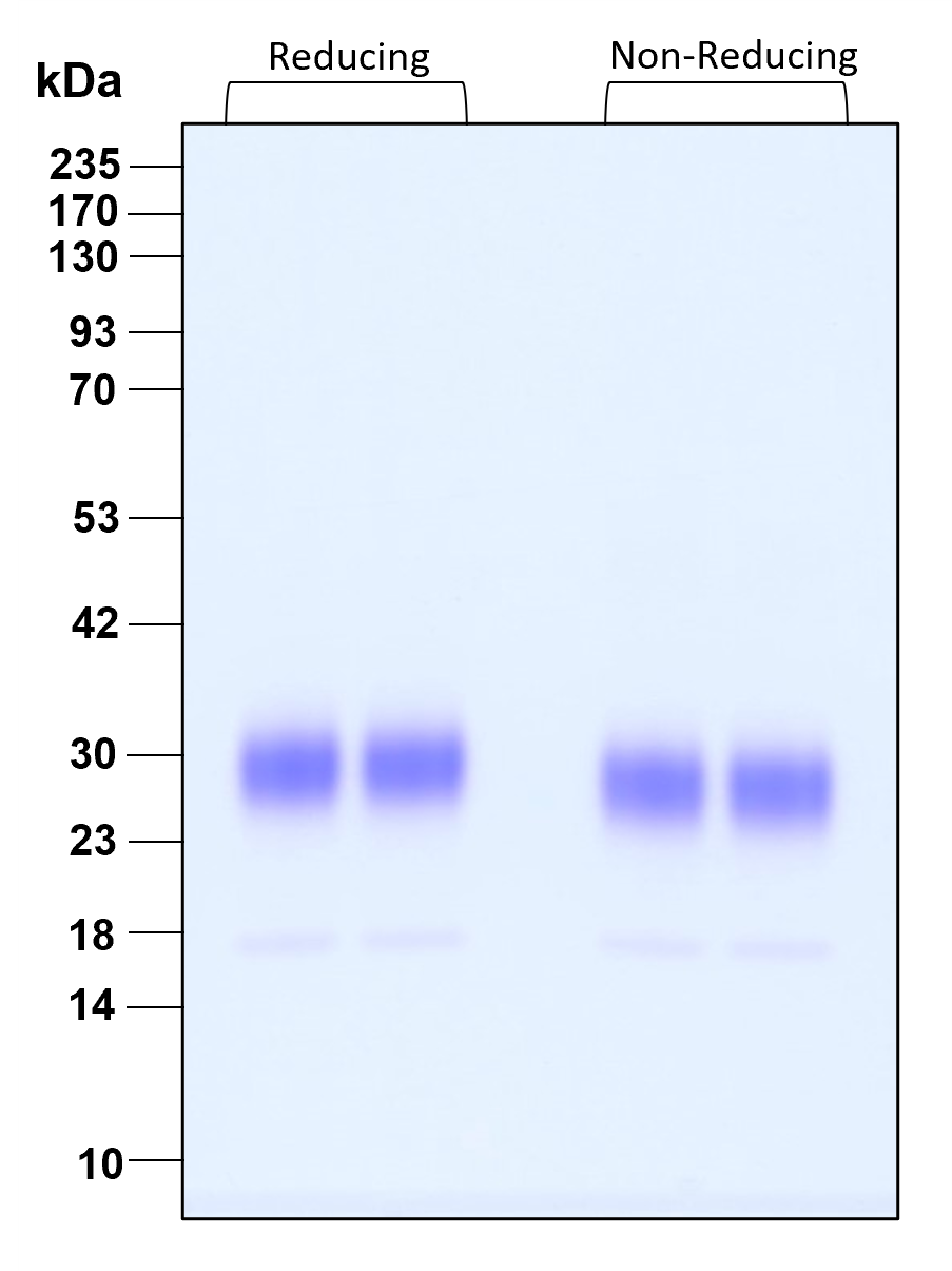 Purity of GMP-grade recombinant human FGF-7 was determined by SDS- polyacrylamide gel electrophoresis. The protein was resolved in an SDS- polyacrylamide gel in reducing and non-reducing conditions and stained using Coomassie blue.