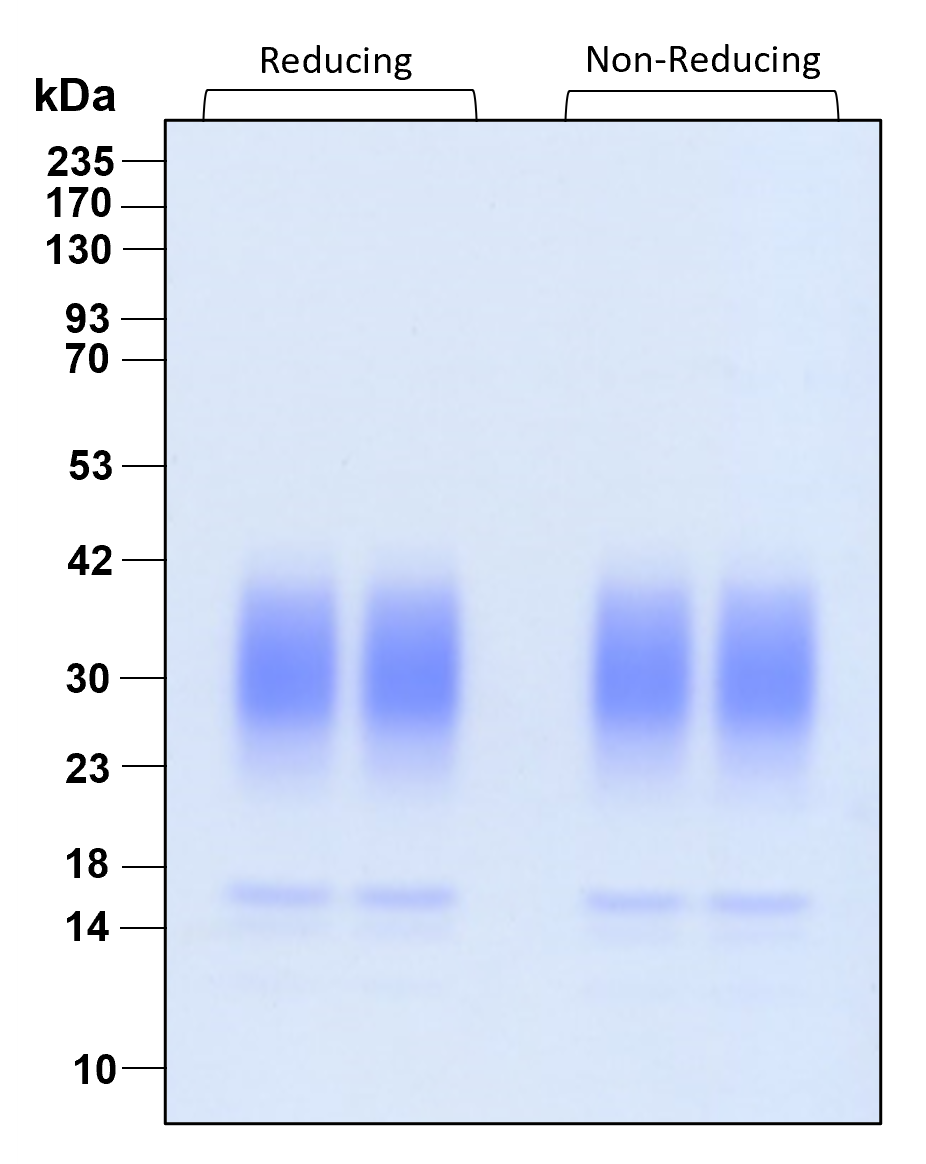Purity of recombinant human FGF-8b was determined by SDS- polyacrylamide gel electrophoresis. The protein was resolved in an SDS- polyacrylamide gel in reducing and non-reducing conditions and stained using Coomassie blue