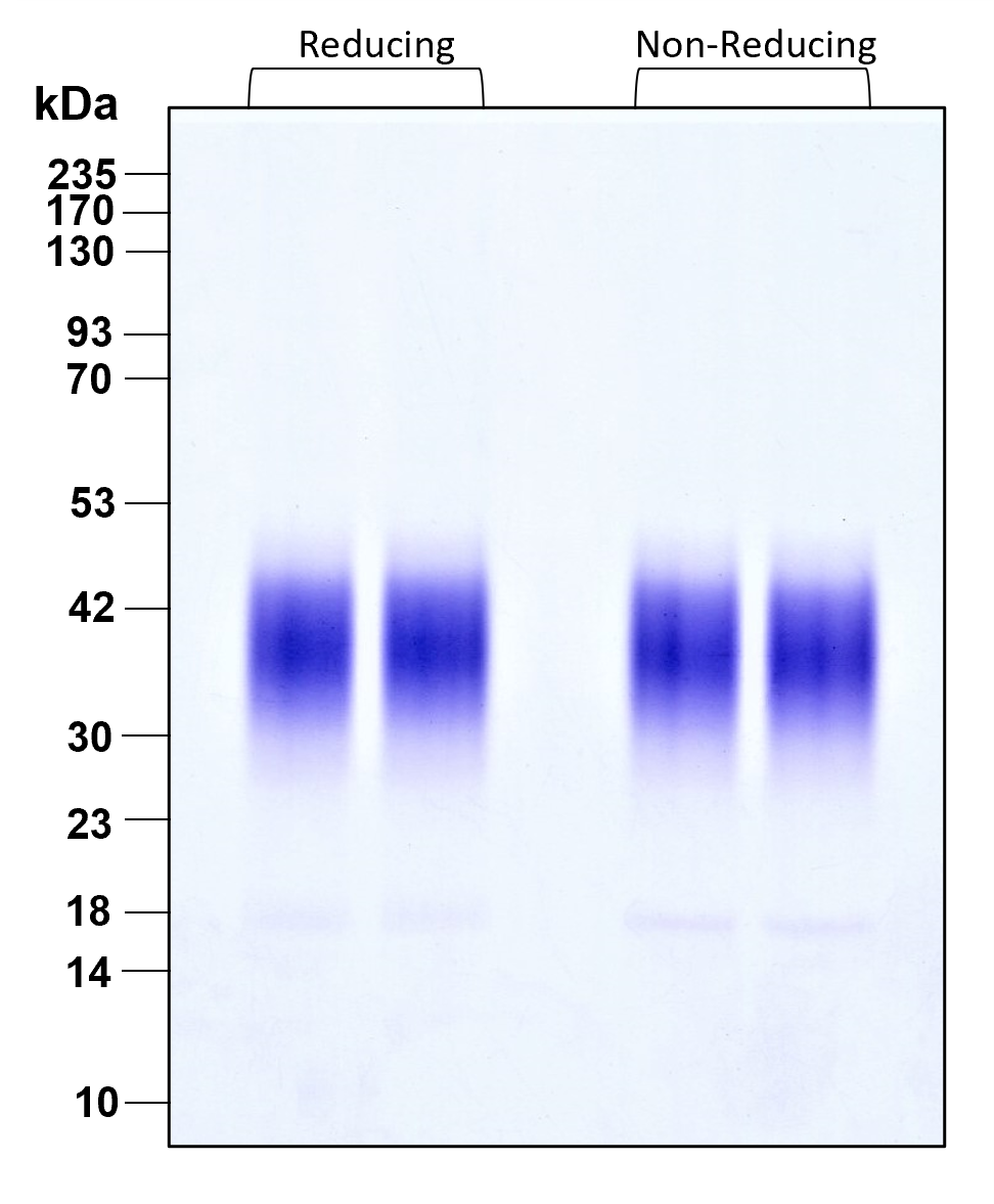 Purity of recombinant human FGF-8b was determined by SDS- polyacrylamide gel electrophoresis. The protein was resolved in an SDS- polyacrylamide gel in reducing and non-reducing conditions and stained using Coomassie blue.