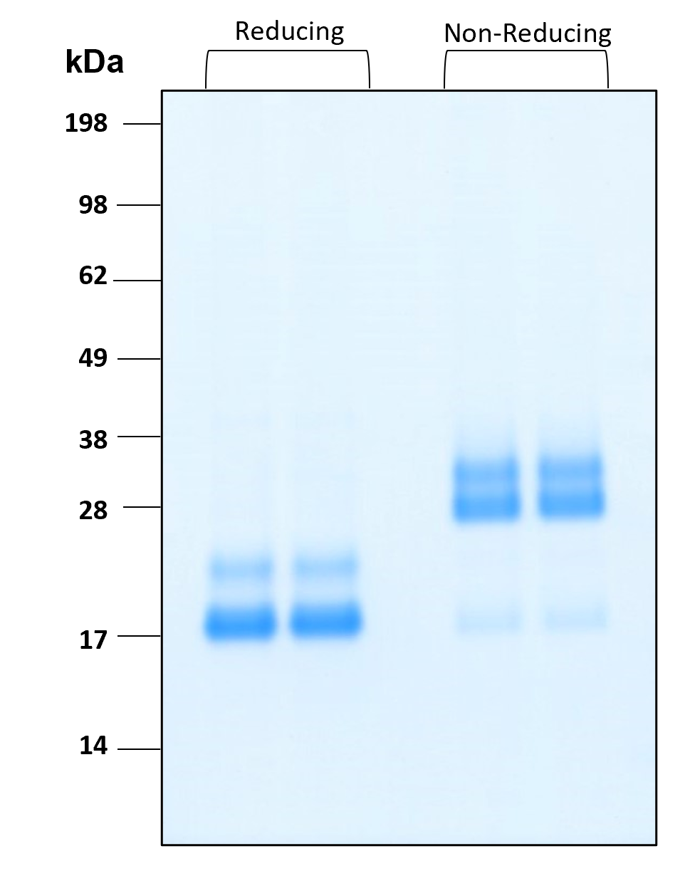 Purity of recombinant human IL-17A was determined by SDS- polyacrylamide gel electrophoresis. The protein was resolved in an SDS- polyacrylamide gel in reducing and non-reducing conditions and stained using Coomassie blue.