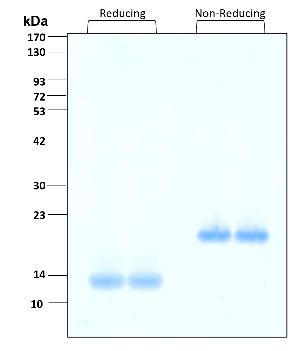 Purity of recombinant human Activin A was determined by SDS- polyacrylamide gel electrophoresis. The protein was resolved in an SDS- polyacrylamide gel in reducing and non-reducing conditions and stained using Coomassie blue.
