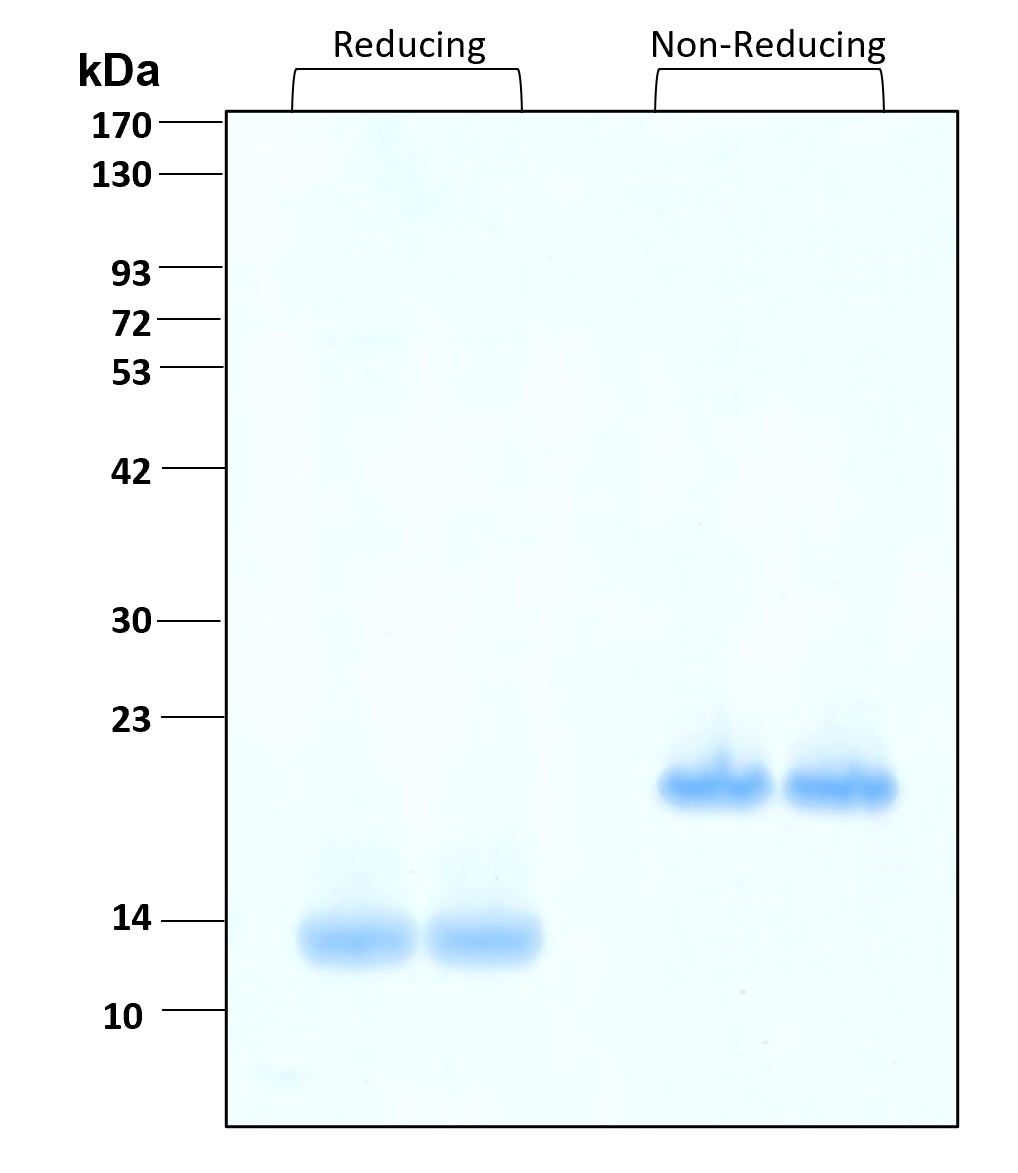 Purity of recombinant human Activin A was determined by SDS- polyacrylamide gel electrophoresis. The protein was resolved in an SDS- polyacrylamide gel in reducing and non-reducing conditions and stained using Coomassie blue.
