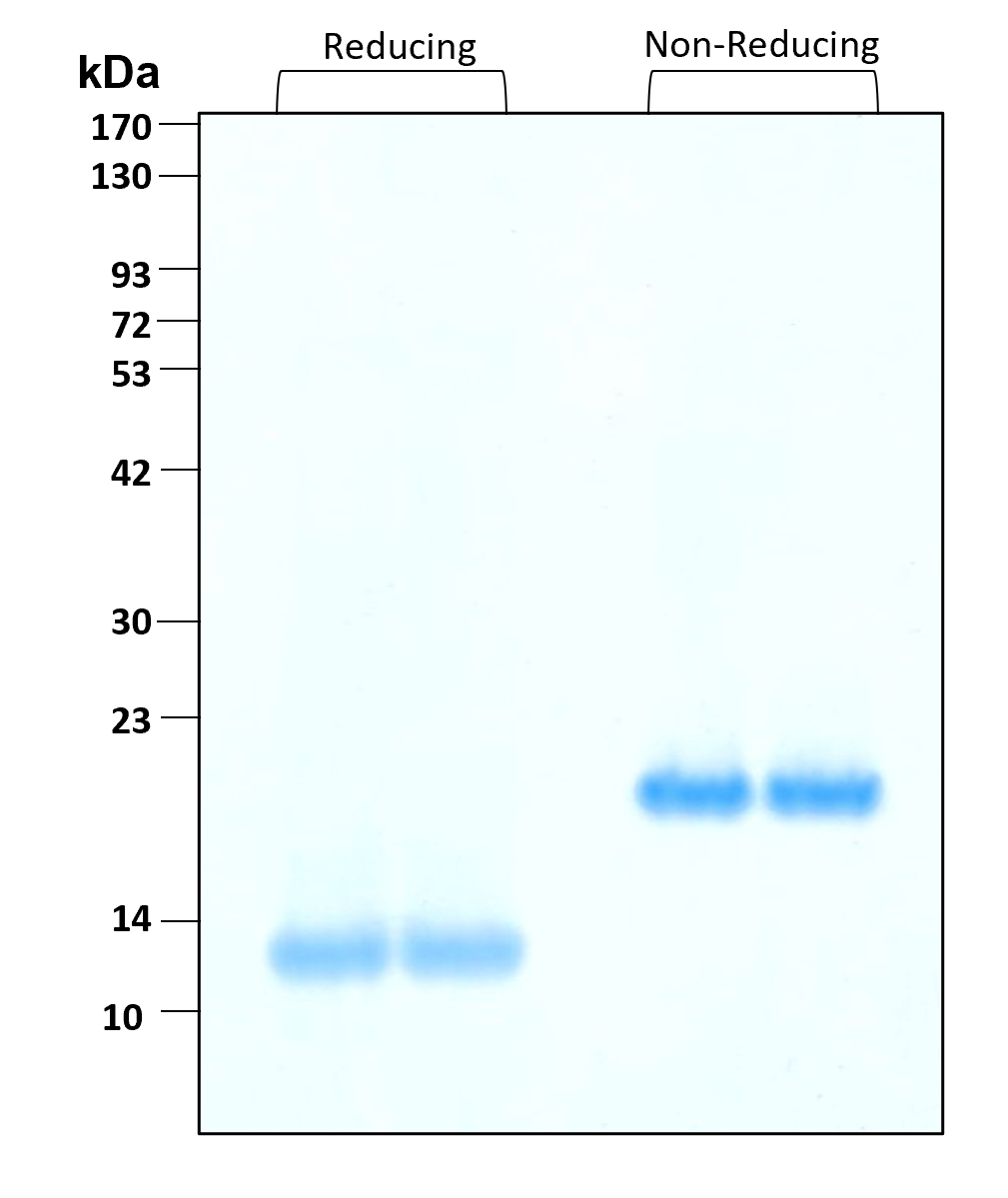 Purity of recombinant human Activin A was determined by SDS- polyacrylamide gel electrophoresis. The protein was resolved in an SDS- polyacrylamide gel in reducing and non-reducing conditions and stained using Coomassie blue.