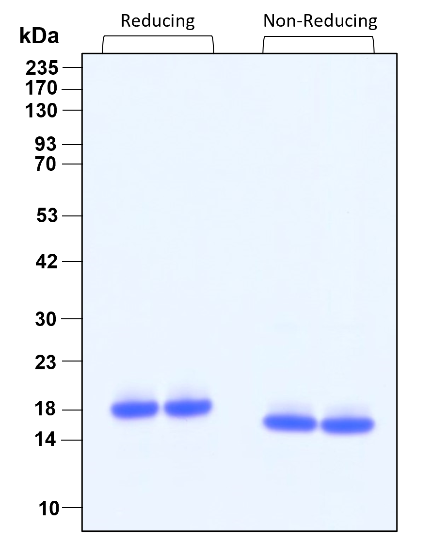 Purity of recombinant human IL-10 was determined by SDS- polyacrylamide gel electrophoresis. The protein was resolved in an SDS- polyacrylamide gel in reducing and non-reducing conditions and stained using Coomassie blue
