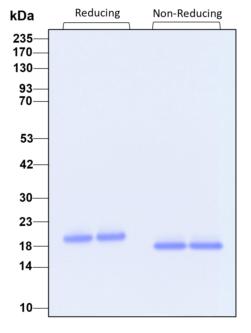 Purity of recombinant human IL-10 was determined by SDS- polyacrylamide gel electrophoresis. The protein was resolved in an SDS- polyacrylamide gel in reducing and non-reducing conditions and stained using Coomassie blue
