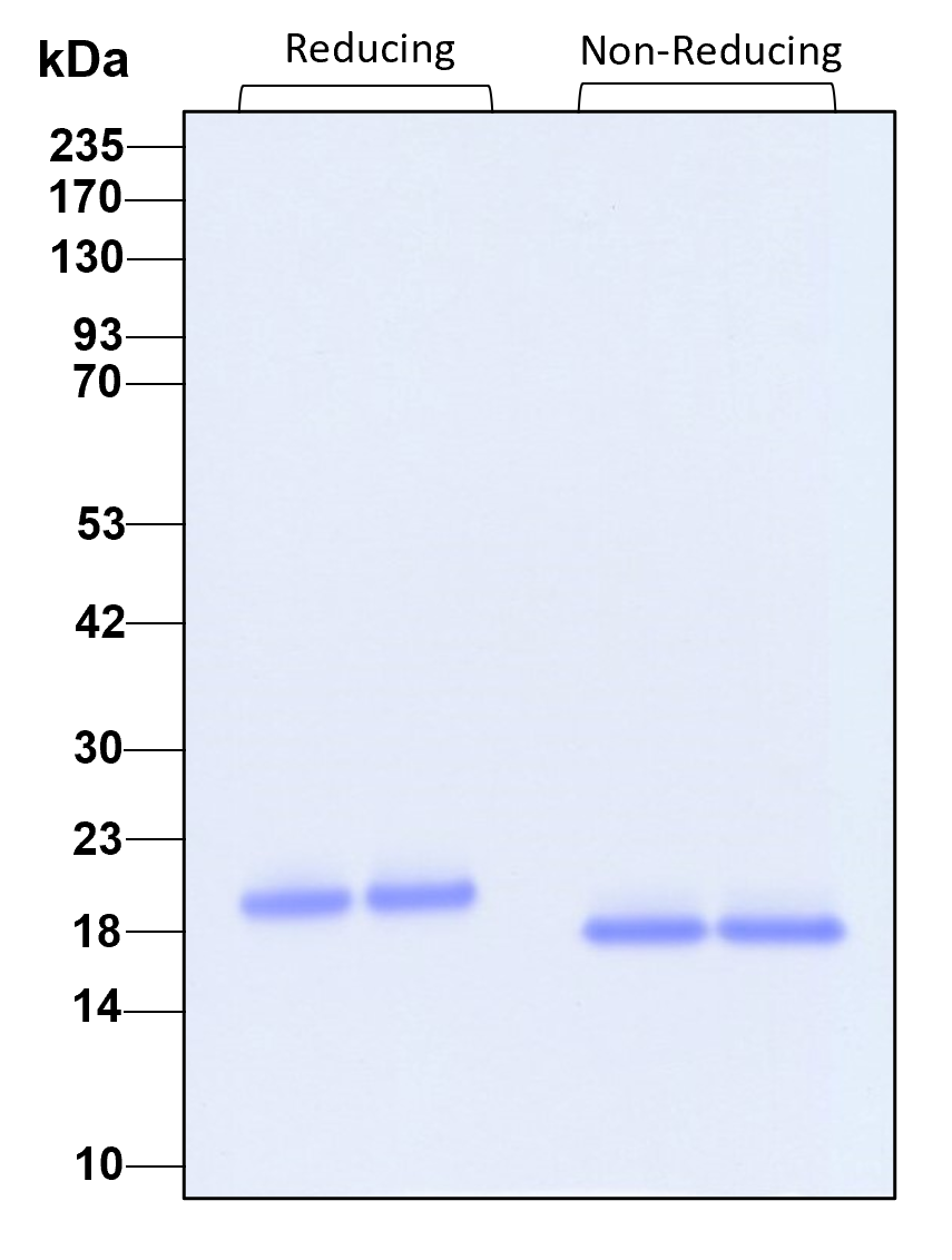 Purity of recombinant human IL-10 was determined by SDS- polyacrylamide gel electrophoresis. The protein was resolved in an SDS- polyacrylamide gel in reducing and non-reducing conditions and stained using Coomassie blue
